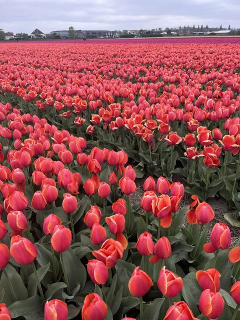 From Lisse: Landrover Tour Around Keukenhof & Flower Fields - What Reviewers Say