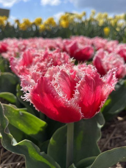 From Lisse: Landrover Tour Around Keukenhof & Flower Fields - Who Should Consider This Tour?