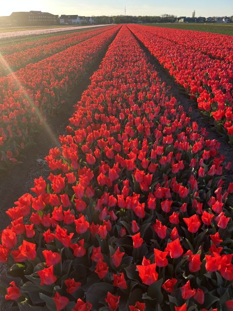 From Lisse: Landrover Tour Around Keukenhof & Flower Fields - FAQs