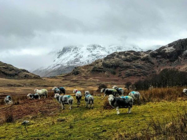 From Liverpool: Lake District Sightseeing Adventure Day Trip - The Sum Up