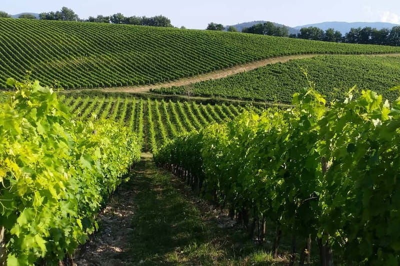 From Livorno: San Gimignano with Lunch and Tasting - Why This Tour Works Well