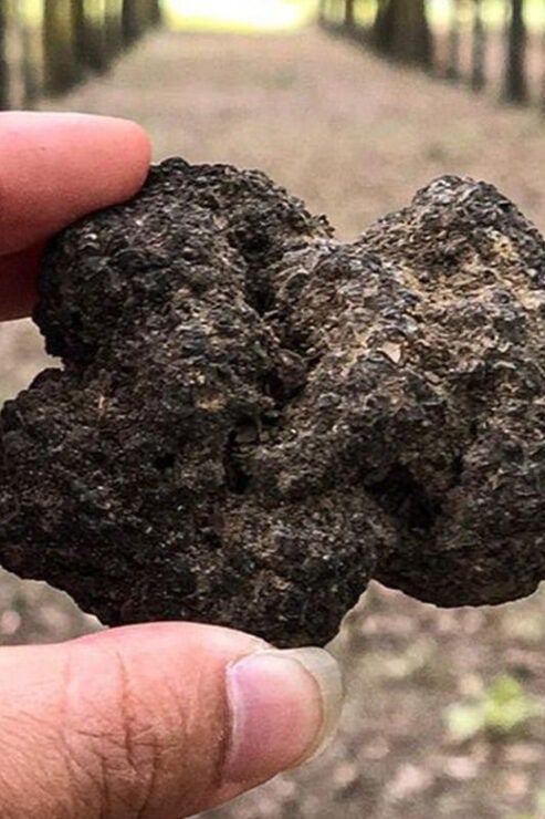 From Livorno: Truffle Hunting With Lunch & Wine Tasting - Activity Overview