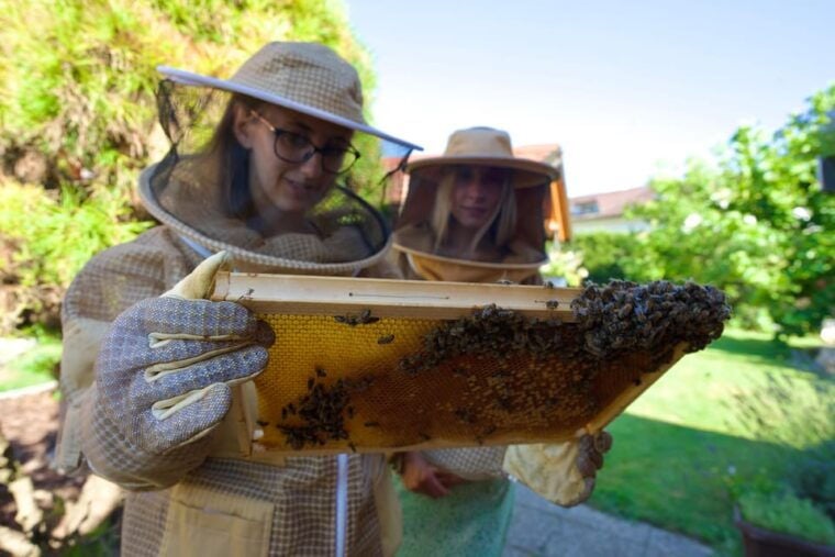 From Ljubljana: All About Bees - Creating a Traditional Beehive Panel