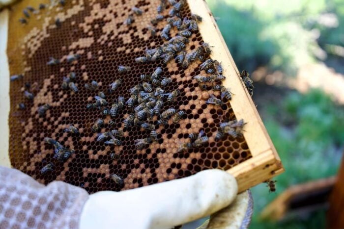 From Ljubljana: All About Bees - Practical Details and Tips
