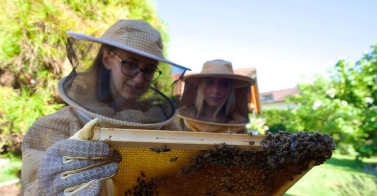 From Ljubljana: All About Bees - Itinerary Details