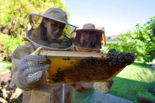 From Ljubljana: All About Bees - Inclusions