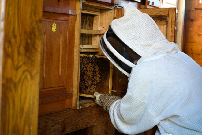 From Ljubljana: All About Bees - Important Information