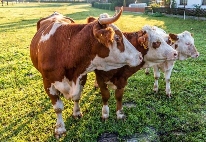 From Ljubljana: Bled & Bohinj Day Trip + Local Picnic Treat - An In-Depth Look at the Bled & Bohinj Day Trip