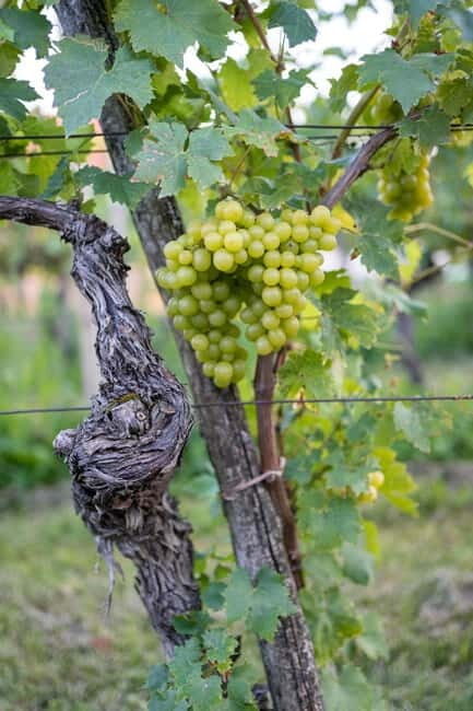 From Ljubljana: Vipava Valley Wine Express Tour - Good To Know