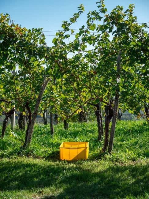 From Ljubljana: Vipava Valley Wine Express Tour - Final Thoughts