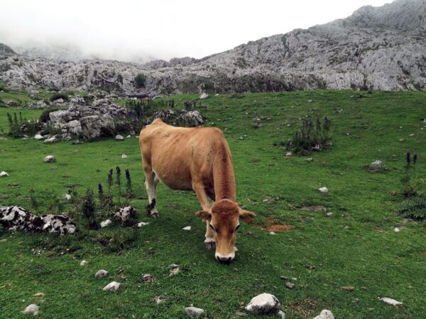 From Llanes: Lakes of Covadonga Guided Day Trip - Recommended Items
