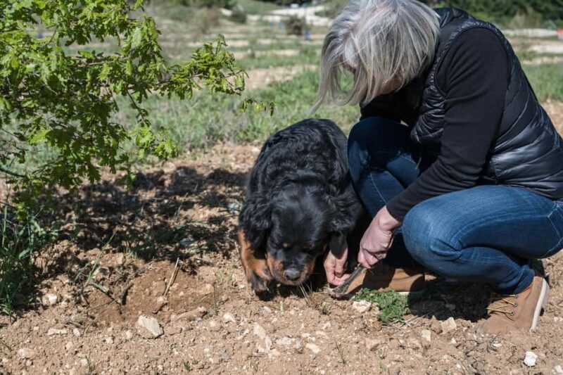 From location: Truffle farm visit, culinary workshop, meal - Final Thoughts: Is It Worth It?