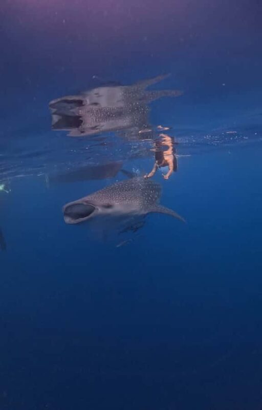 From Lombok: 2-Day Sumbawa Tour & Swim with Whale Sharks - Good To Know