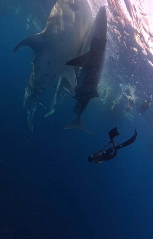 From Lombok: 2-Day Sumbawa Tour & Swim with Whale Sharks - A Detailed Breakdown of the 2-Day Sumbawa Tour