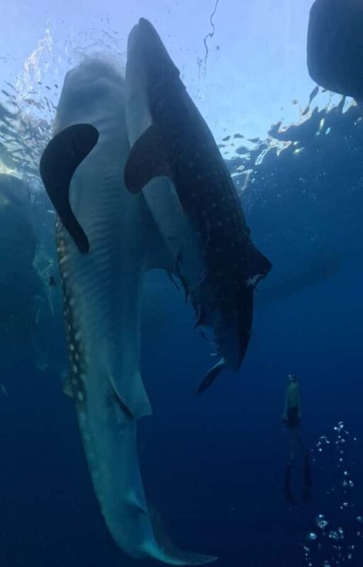 From Lombok: 2-Day Sumbawa Tour & Swim with Whale Sharks - Practical Aspects and Tips