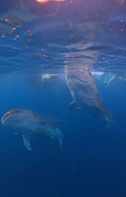 From Lombok: 2-Day Sumbawa Tour & Swim with Whale Sharks - Good To Know