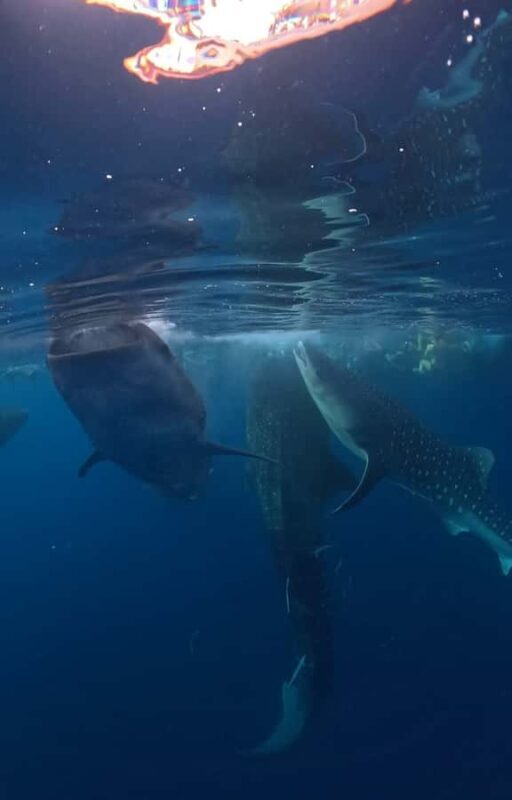 From Lombok: 2-Day Sumbawa Tour & Swim with Whale Sharks - Who Should Consider This Tour?
