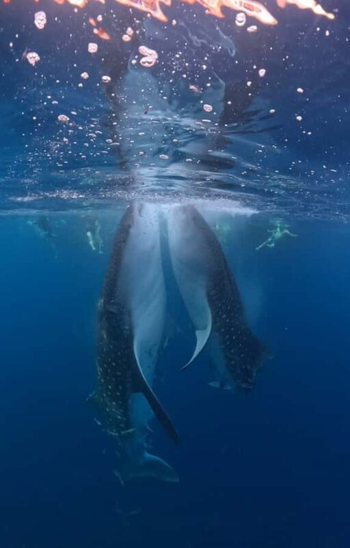 From Lombok: 2-Day Sumbawa Tour & Swim with Whale Sharks - Final Thoughts