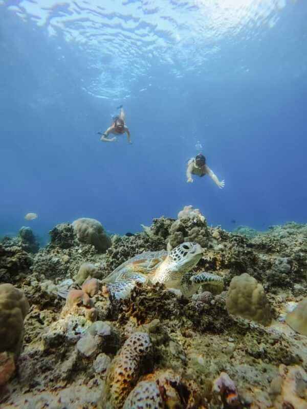 From Lombok: 3 Gili Islands Private Snorkeling Adventure - Who Is This Tour Best For?