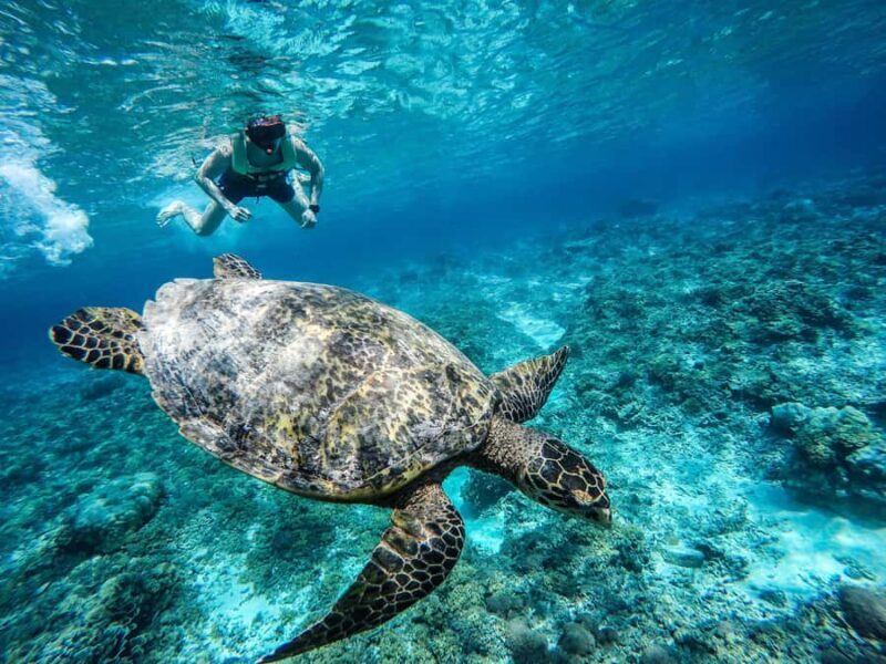 From Lombok: Gili Islands Snorkeling Day Trip - Authentic Highlights from Reviewers