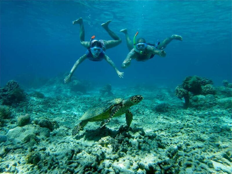 From Lombok: Gili Islands Snorkeling Day Trip - What Makes This Tour Stand Out
