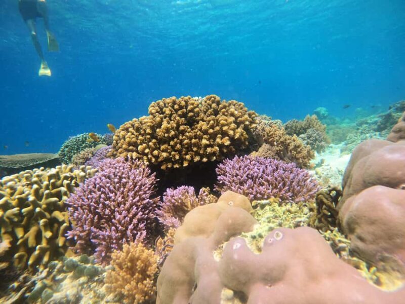 From Lombok: Gili Islands Snorkeling Day Trip - The Sum Up