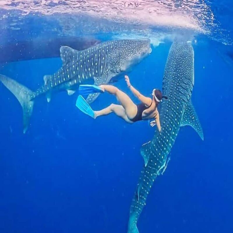 From Lombok Sumbawa 4-Day Moyo, Whale Sharks, & Satonda Tour - Who is This Tour Best For?