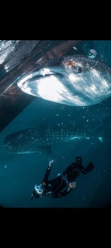 From Lombok,Sumbawa Whale Shark Tour 2D1N - An In-Depth Look at the 2D1N Lombok & Sumbawa Whale Shark Tour