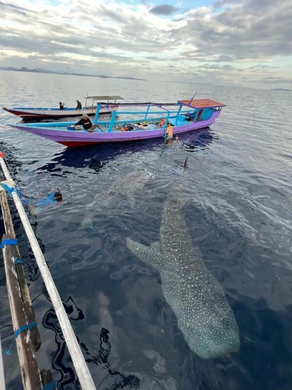From Lombok,Sumbawa Whale Shark Tour 2D1N - What Makes This Tour Stand Out?