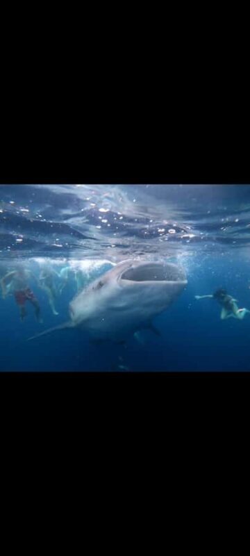From Lombok,Sumbawa Whale Shark Tour 2D1N - Who Would Love This Tour?