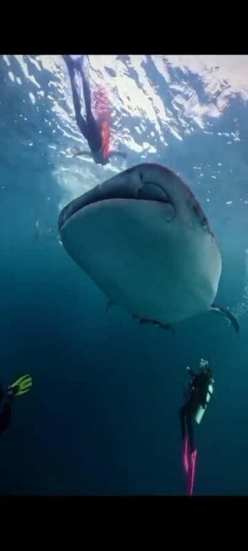 From Lombok,Sumbawa Whale Shark Tour 2D1N - FAQs