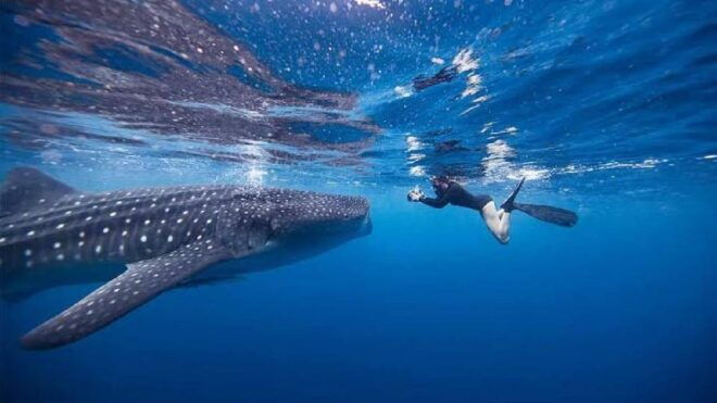 From Lombok,Sumbawa Whale Shark Tour 2D1N - Questions You May Have
