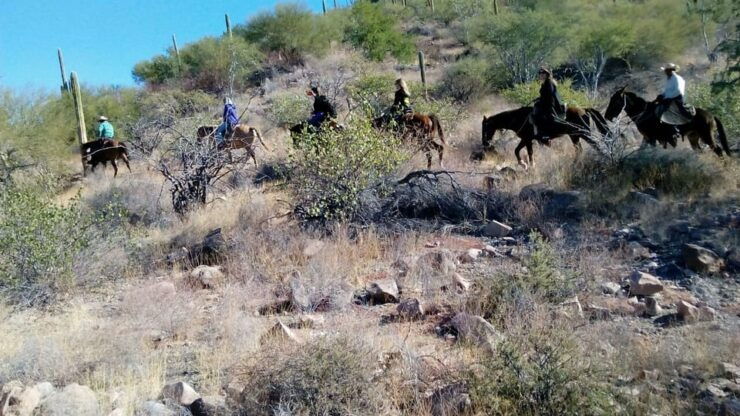 From Loreto: Baja Desert Horseback Riding Tour - Experience and Highlights