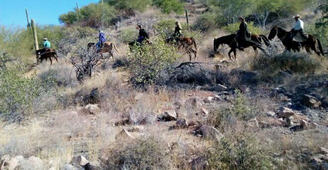 From Loreto: Baja Desert Horseback Riding Tour - Participant Restrictions