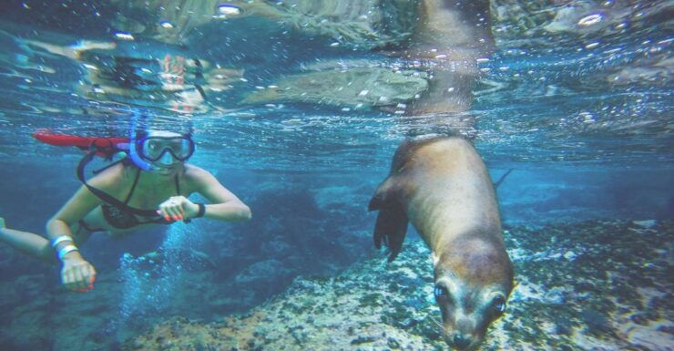 From Los Cabos: La Paz Snorkel and Sea Lion Adventure - Booking Details