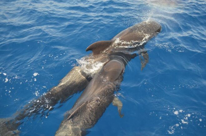From Los Gigantes: Whale Watching Sailboat Cruise - Sailboat Experience