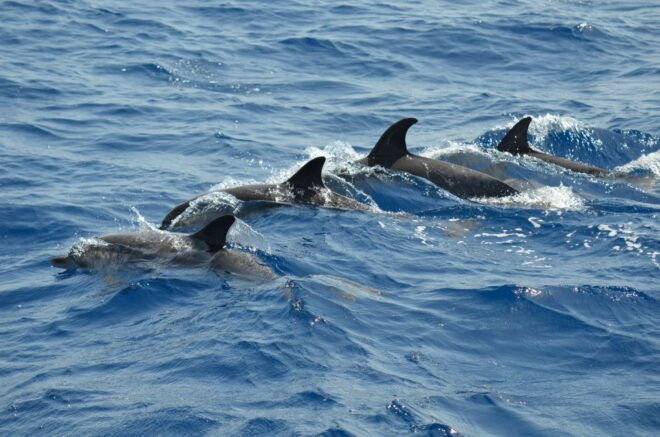 From Los Gigantes: Whale Watching Sailboat Cruise - Private and Shared Excursions