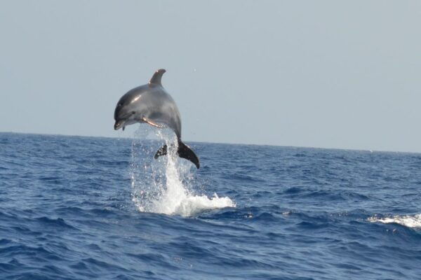 From Los Gigantes: Whale Watching Sailboat Cruise - Review 1: Nathalie From Luxembourg
