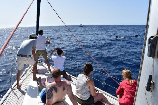From Los Gigantes: Whale Watching Sailboat Cruise - Common Questions