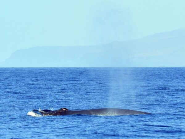 From Los Gigantes: Whale Watching Sailboat Cruise - The Sum Up