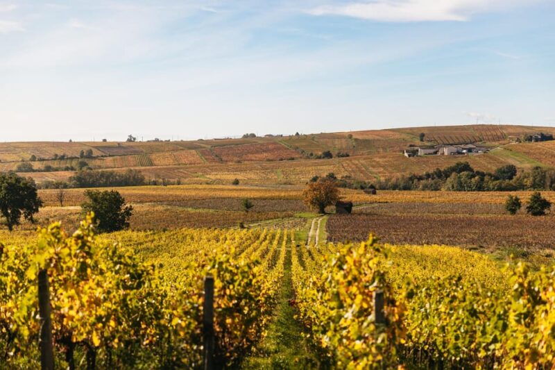 From Lyon: Beaujolais Region Wine Tour With Tastings - Good To Know