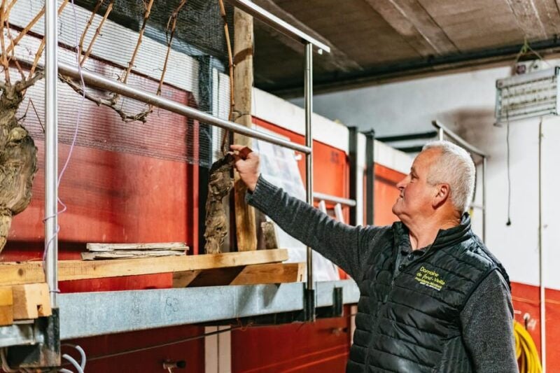 From Lyon: Beaujolais Wine Tasting Day Tour - Highlights of the Beaujolais Region