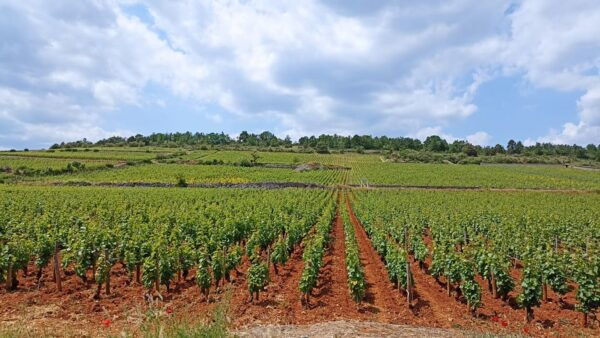 From Lyon: Guided Beaujolais Tour With Wine Tasting - Preparing for Your Tour