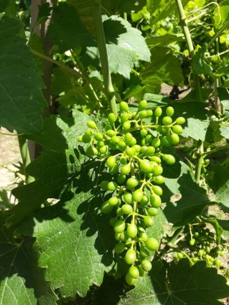 From Lyon: Guided Beaujolais Tour With Wine Tasting - Questions You May Have