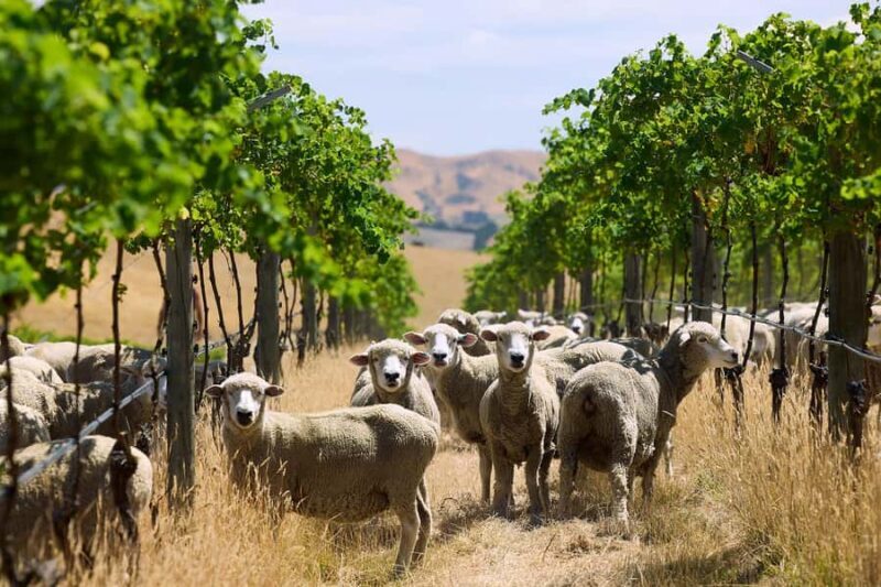 From Lyttelton: Private Wine Tour & Chefs Degustation - Practicalities and Considerations
