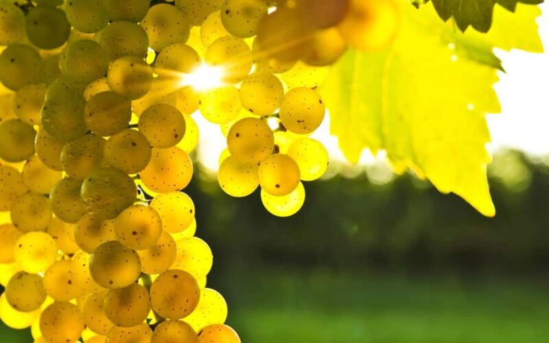 From Lyttelton: Private Wine Tour & Chefs Degustation - The Sum Up: Who Will Love This Tour?