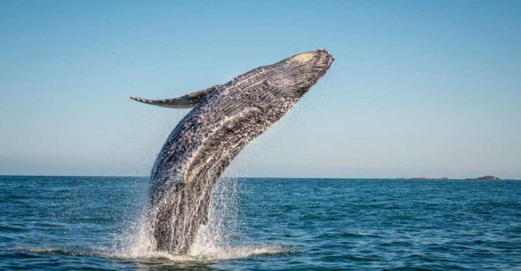 From Ma'alaea: Afternoon Whale Watch Tour Aboard the Malolo - Experience Highlights