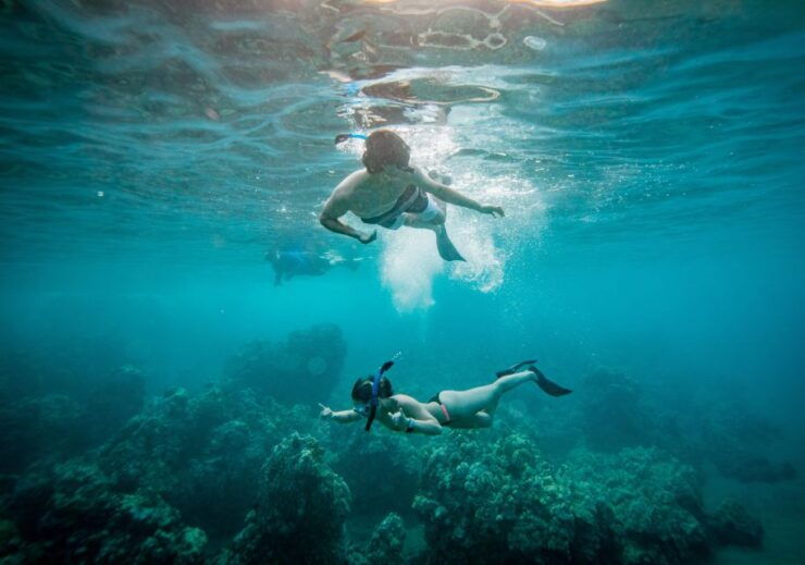 From Maalaea: Half-Day Snorkel & Whale Watching Excursion - Highlights