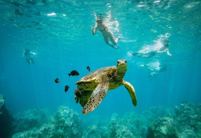 From Maalaea: Half-Day Snorkel & Whale Watching Excursion - Pricing and Availability