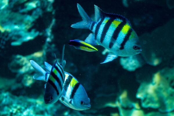 From Maalaea: Half-Day Snorkel & Whale Watching Excursion - Directions